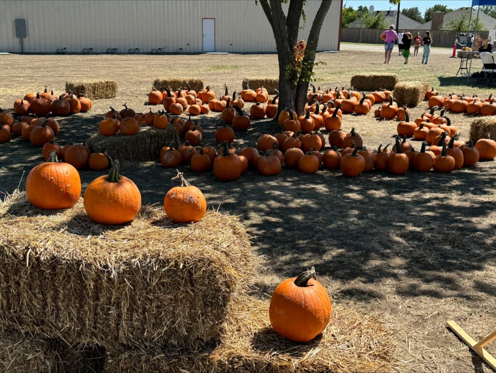 Pumpkin Patch
