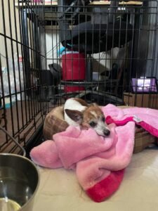 Justin TX Community Comes Together to Help Pepe and His Family