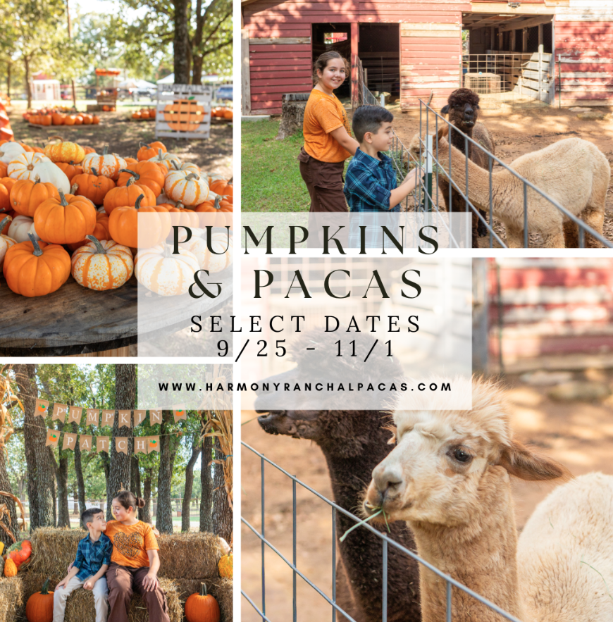 Pumpkins & Pacas
